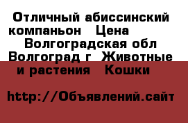 Отличный абиссинский компаньон › Цена ­ 15 000 - Волгоградская обл., Волгоград г. Животные и растения » Кошки   